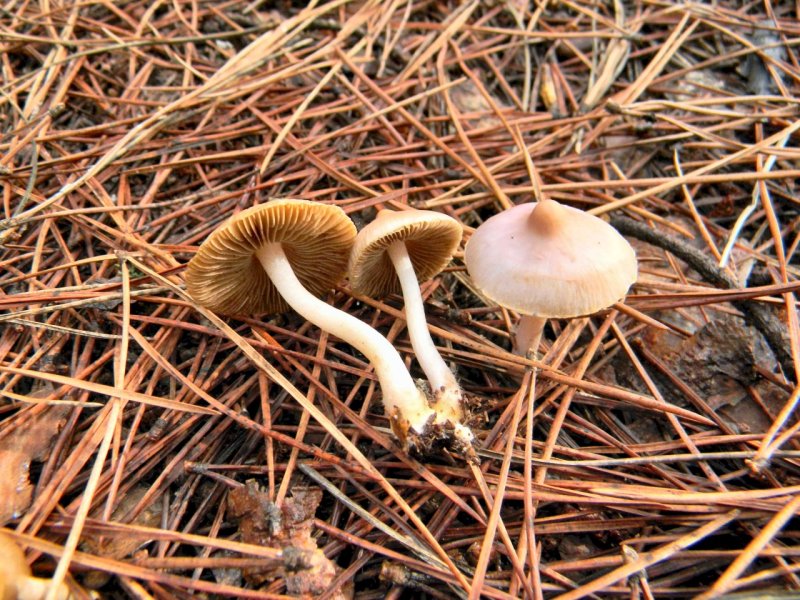 Inocybe da determinare